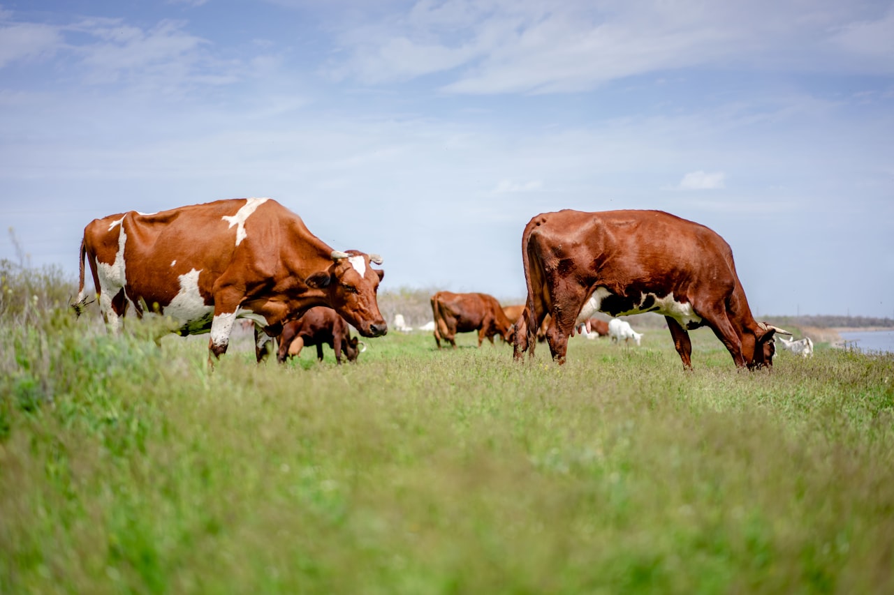 Brazilian cattle on pasture — July 2026 beef exports slowed under China's exhausted import quota