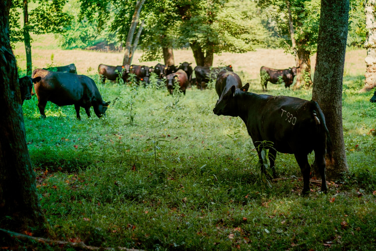 Beef cattle grazing on open pasture, illustrating the United States cattle herd rebuild in 2026