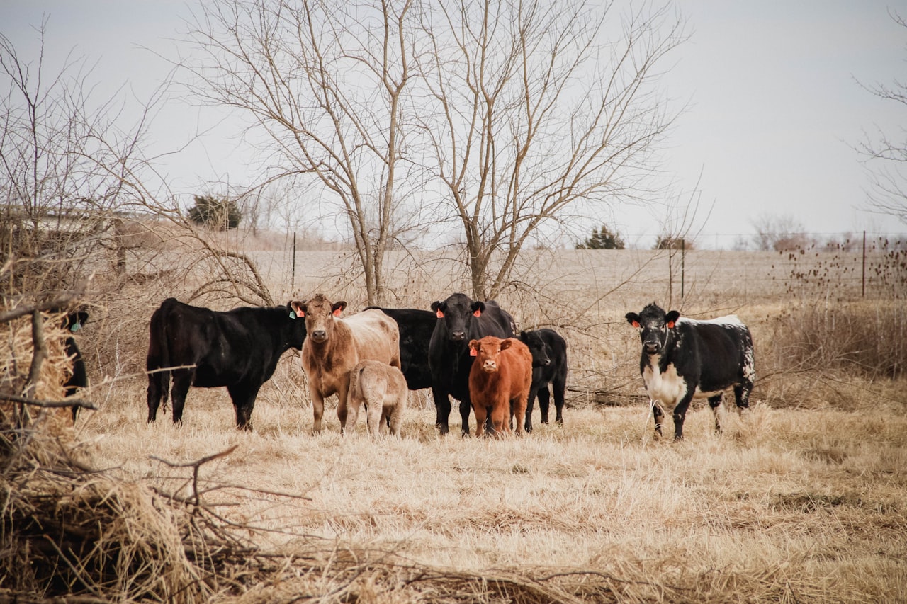 Cattle on pasture — the origin of the chain