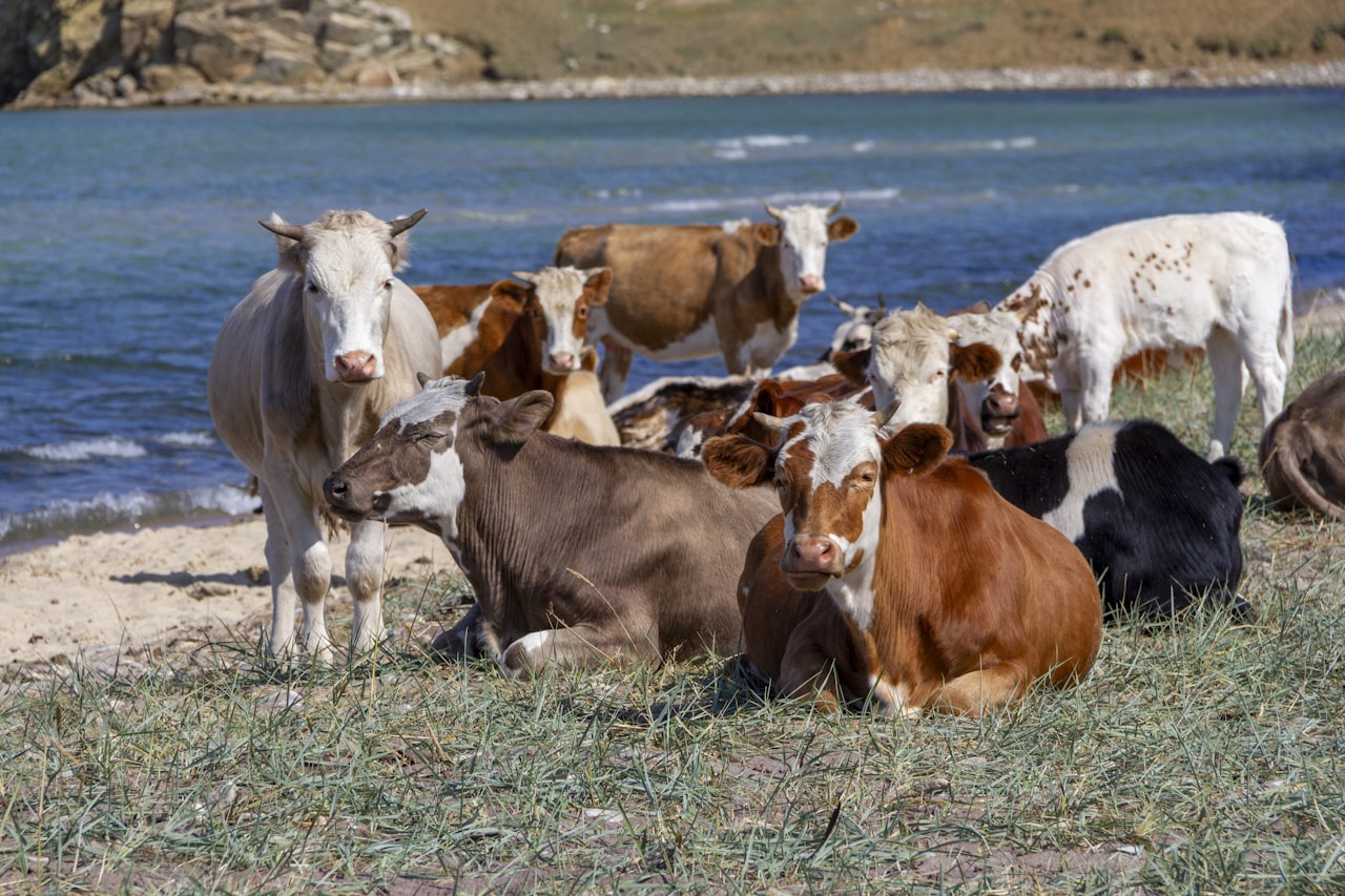 Cattle on pasture — the origin of the chain