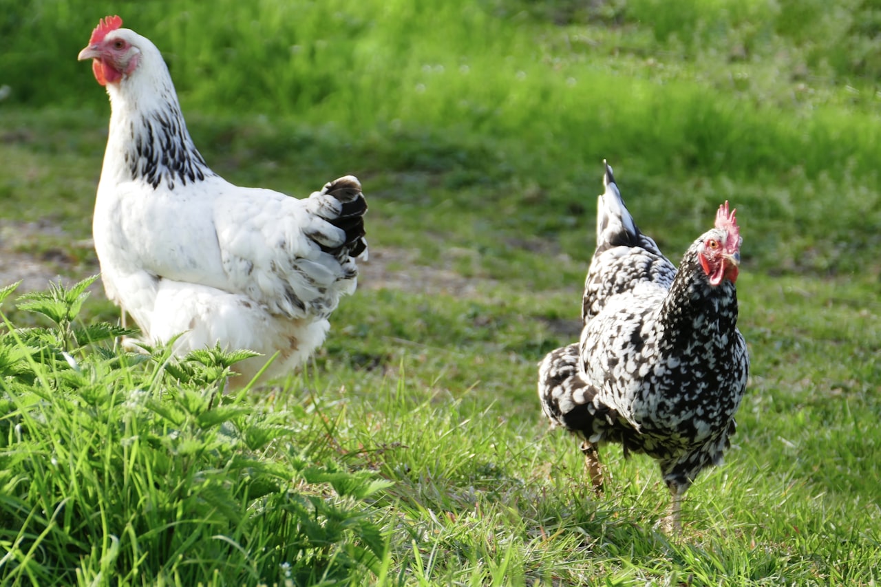 Poultry production