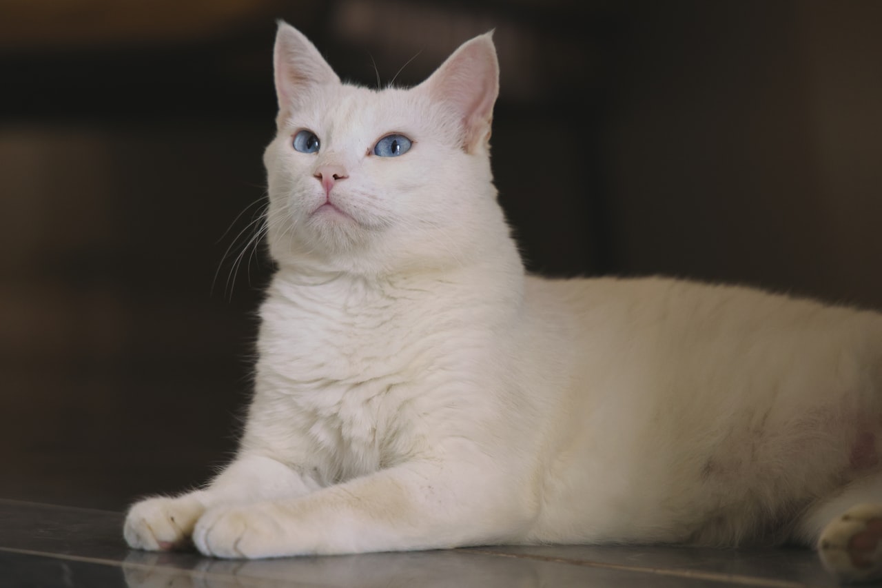 A cat and its very specific diet