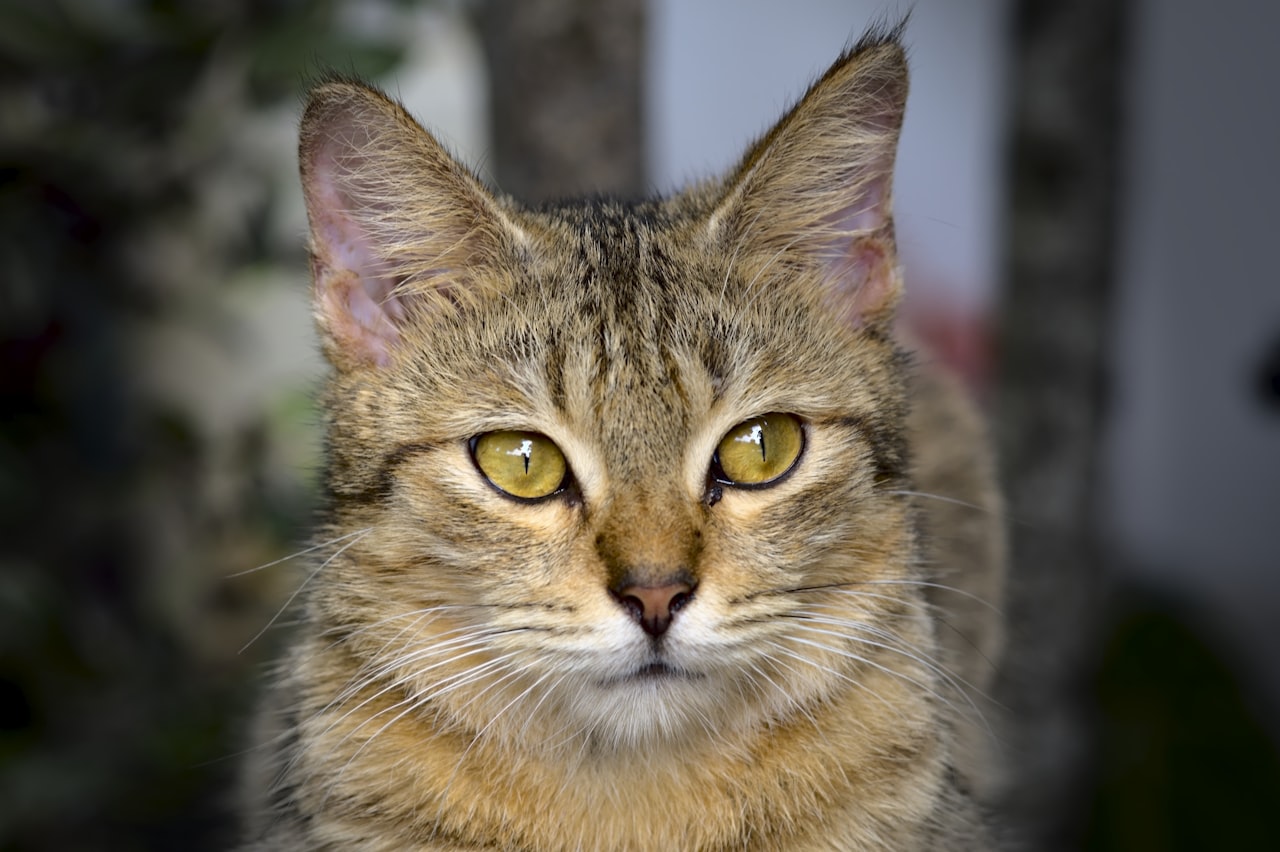 Feline nutrition, up close