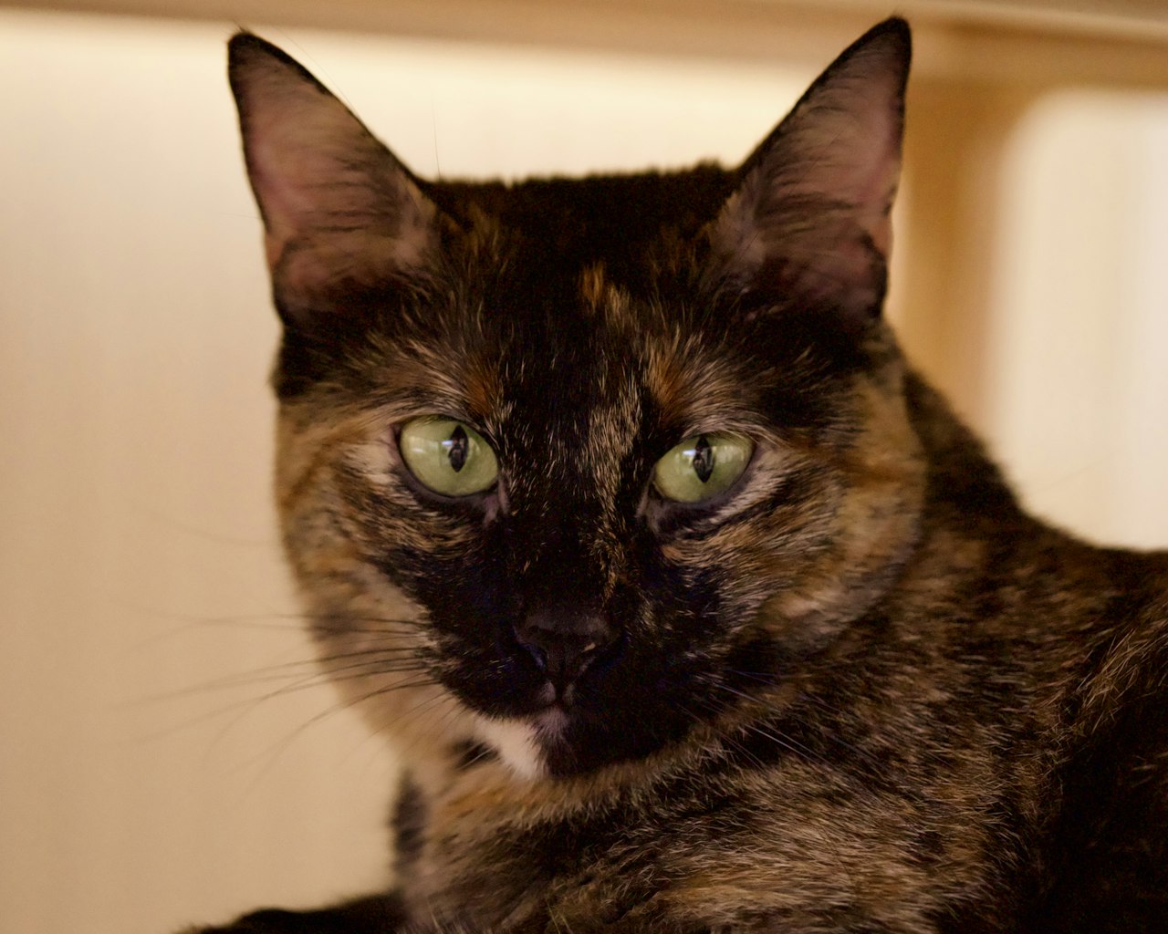 The obligate carnivore