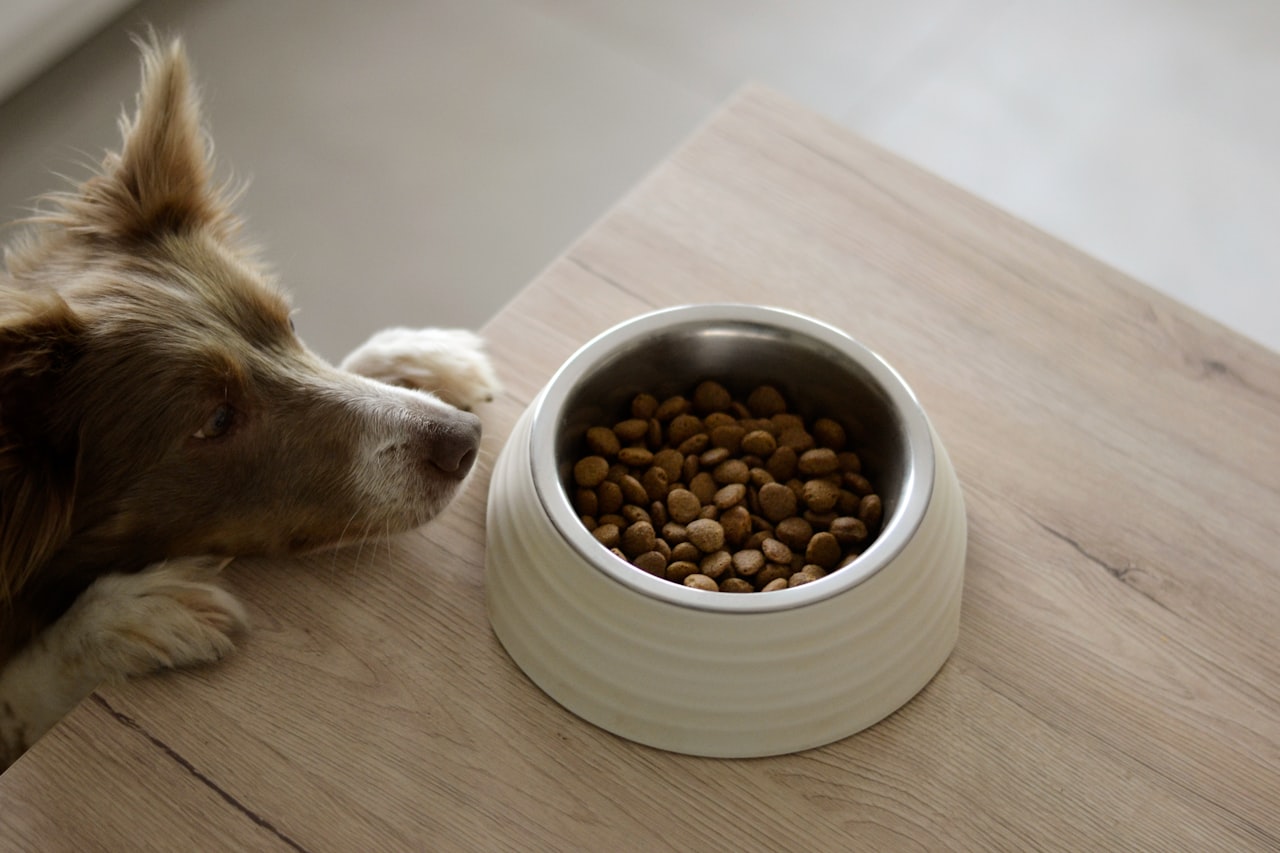 Wet pet food pouches and trays on a production line, the format European manufacturers are adding capacity for